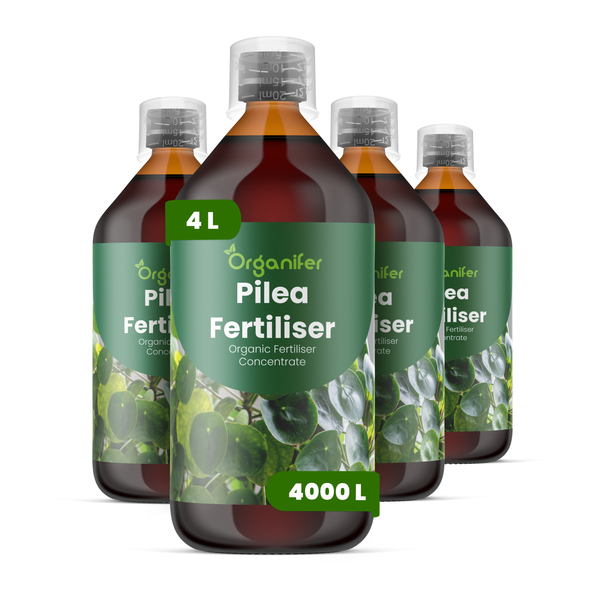 Vier Flaschen Organifer Pilea Dünger, organisches Konzentrat, insgesamt vier Liter für viertausend Liter Düngerlösung.