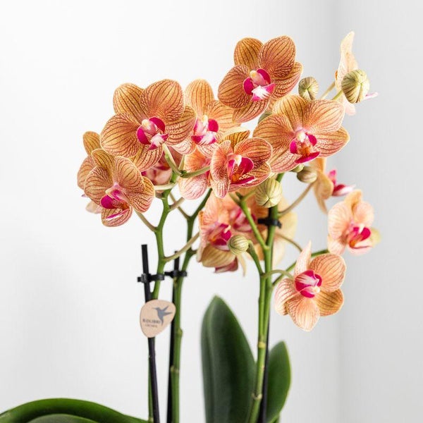 Phalaenopsis Orchidee mit orange-rosa gestreiften Blüten, grünen Blättern und Stützstäben sowie dem Kolibri Orchids Logo.
