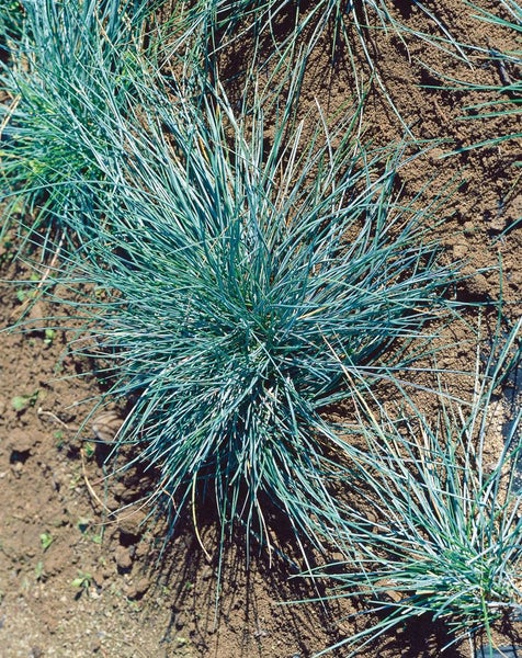 Blaues Festgras im Gartenbeet