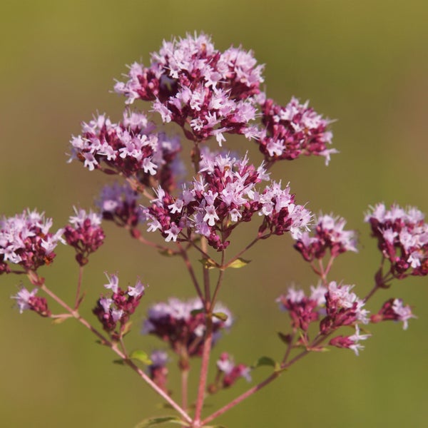Bloomique - 3er Set - Origanum Vulgare - Oreganopflanze - Kräuterpflanzen - Gartenpflanzen - Winterhart - Höhe 10-20cm - Topf 9x9cm