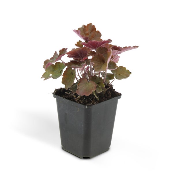 Sechs Heuchera Pflanzen in Töpfen, Zierpflanze für den Garten