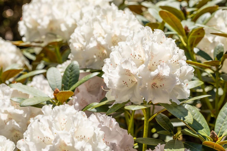 Nahaufnahme von weissen Rhododendronblüten mit grünen Blättern.