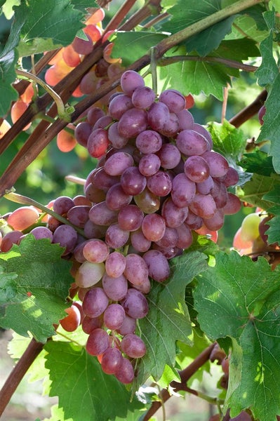 Vitis vinifera 'Suffok Red', Weinrebe, rot, 80–100 cm