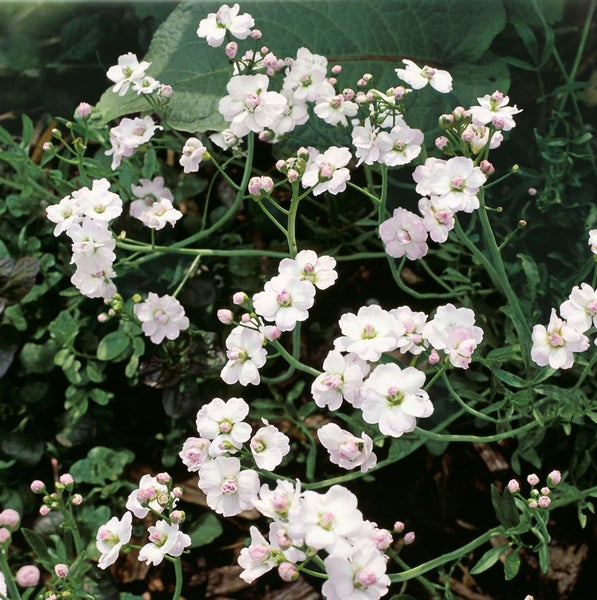 Cardamine trifolia, dreiblättrige Zahnwurz, ca. 9x9 cm Topf