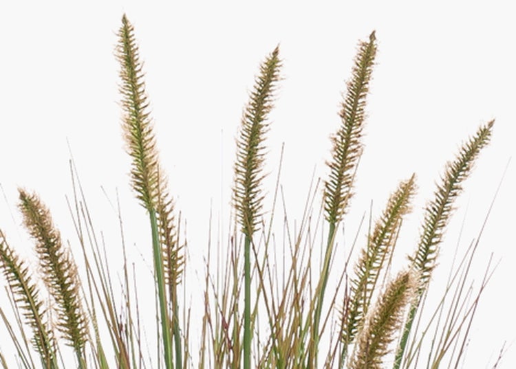 Nahaufnahme von Lampenputzergras Blütenständen mit langen Ähren und dünnen Halmen.