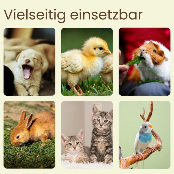 Collage verschiedener Haustiere: Welpe, Küken, Meerschweinchen, Kaninchen, Kätzchen und Wellensittich
