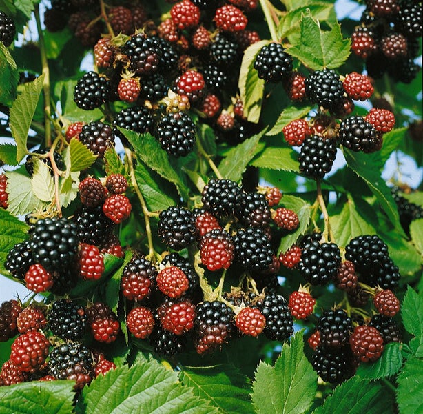 Eine Brombeerpflanze mit vielen reifen schwarzen und teilweise noch roten, unreifen Brombeeren sowie grünen Blättern.