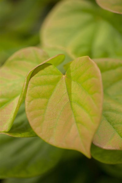 Cercis chinensis 'Avondale', Judasbaum, purpurrosa, 40–60 cm