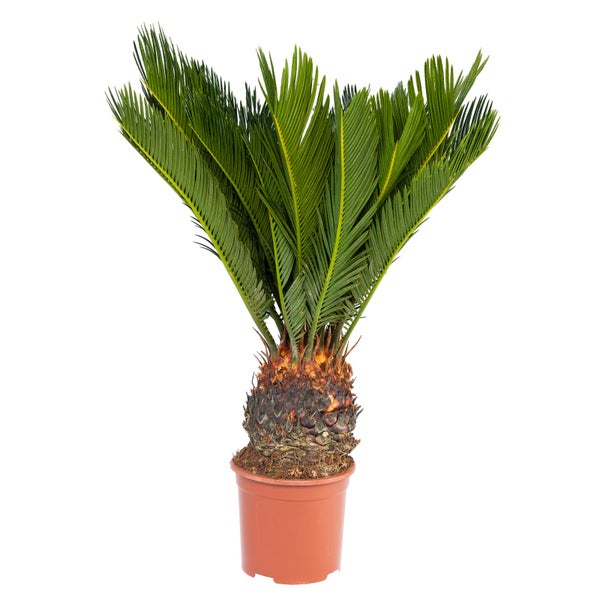 Japanischer Palmfarn - Cycas revoluta im 14cm Topf