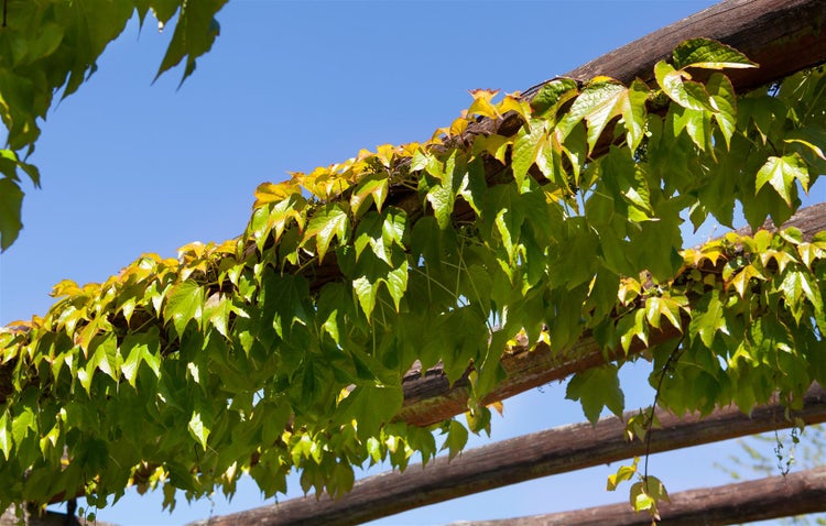 Parthenocissus tricuspidata 'Veitchii', Wilder Wein, 150–200 cm