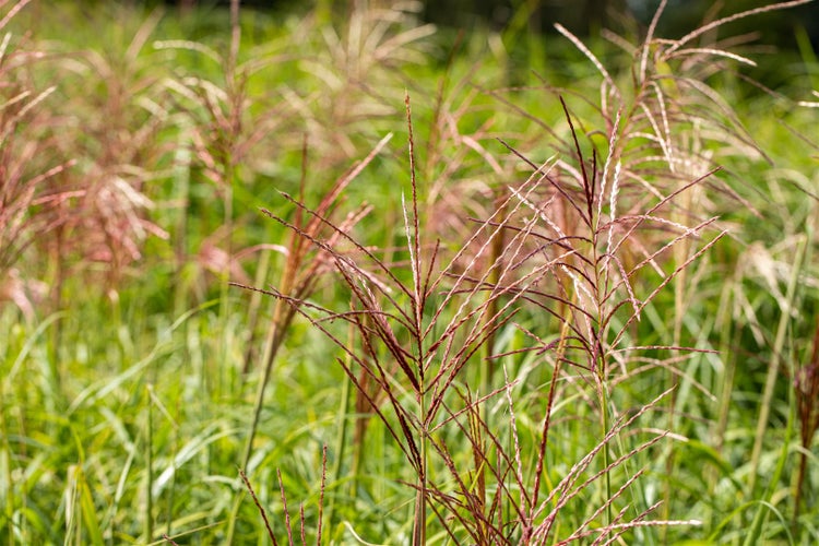 Miscanthus sinensis 'Rotsilber', Chinaschilf, rot-silber, 3-5 L Container