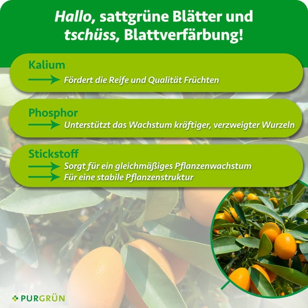 Infografik der Wirkungsweise von Kalium, Phosphor und Stickstoff in Pflanzendünger für Zitruspflanzen mit Purgrün Firmenlogo.