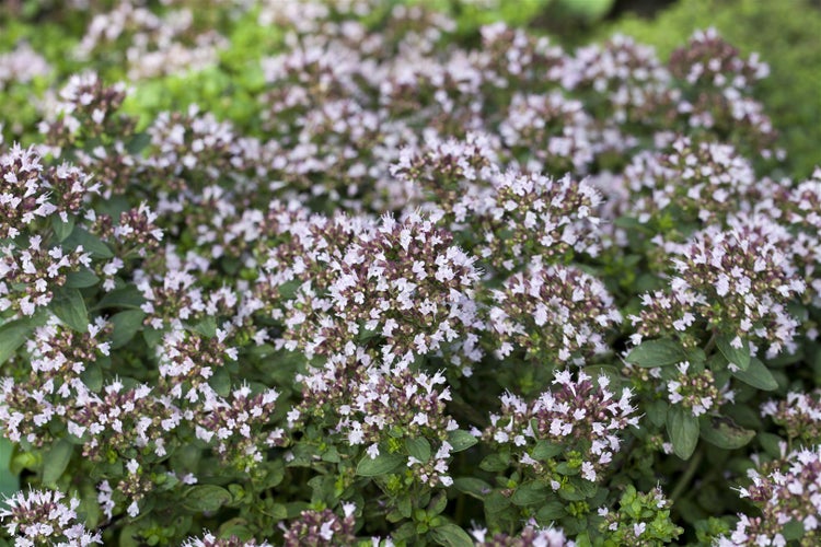 Origanum vulgare 'Compactum', Oregano, aromatisch, ca. 9x9 cm Topf