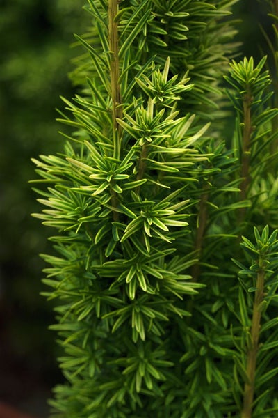 Taxus baccata 'David', Eibe, immergrün, 25–30 cm