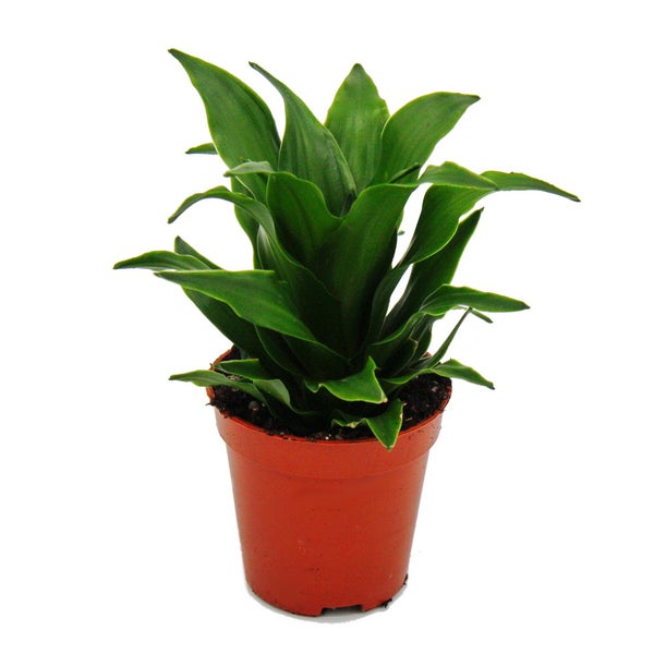 Mini-Pflanze Dracaena compacta Drachenbaum Ideal für kleine Schalen und Gläser im 5,5cm Topf