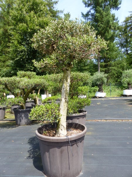 Olivenbaum Olea europaea im Kunststofftopf, Hochstamm mit kugeliger Krone für Garten und Terrasse.