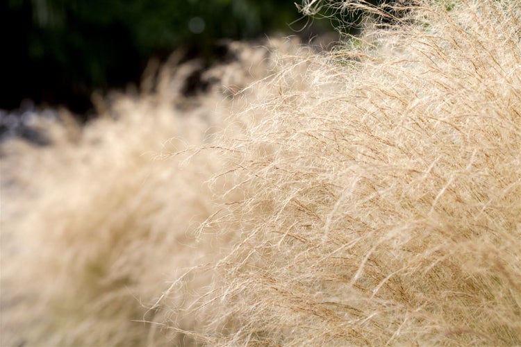 Detailaufnahme von Ziergras im Garten.
