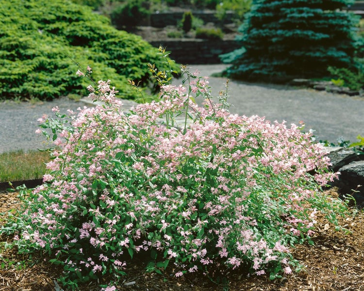 Kolkwitzia amabilis, Kolkwitzie, rosa Blüten, 60–100 cm