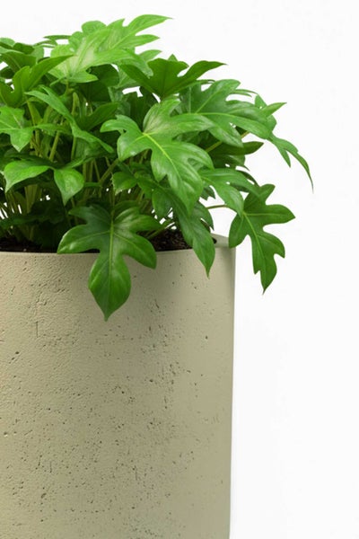 Zimmerpflanze Philodendron in einem runden Pflanzkübel mit strukturierter Oberfläche in Betonoptik.