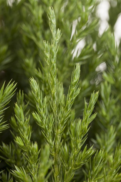 Juniperus chinensis 'Stricta', Chinesischer Wacholder, 40–50 cm