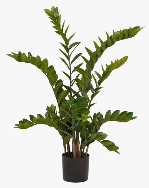 Nahaufnahme von grünen Kiefernnadeln an einem Zweig.