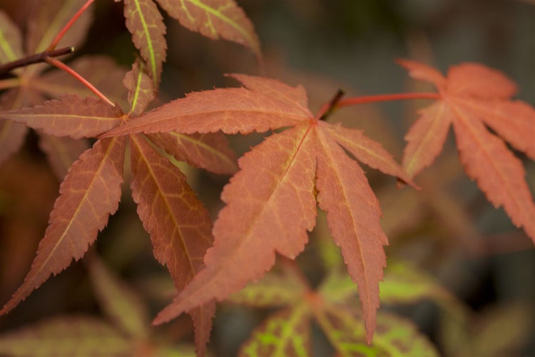 Acer palmatum 'Atropurpureum', Japanischer Ahorn, rotlaubig, 40–60 cm