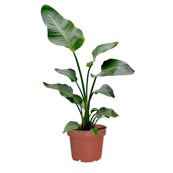 Strelitzie Strelitzia nicolai | XXL Zimmerpflanze 100–110 cm hoch | mit 2–3 Trieben im 21 cm-Topf | Pflegeleicht für Wohnzimmer