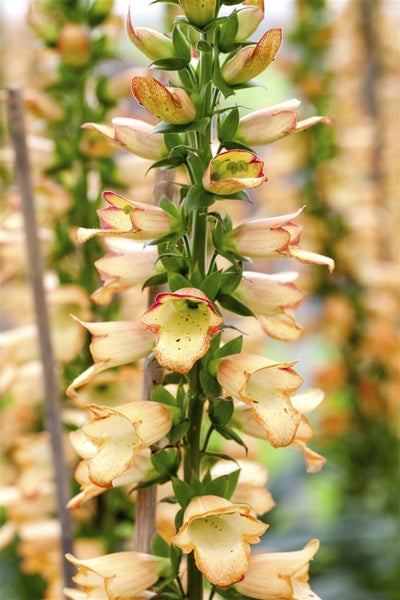 Digitalis ferruginea 'Gelber Herold', Fingerhut, gelb, ca. 9x9 cm Topf
