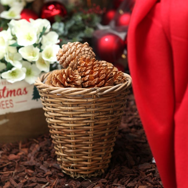 Kleiner geflochtener Weidenkorb gefüllt mit Zapfen in einer weihnachtlichen Dekoration mit weißen Blumen und roten Kugeln auf Rindenmulch.