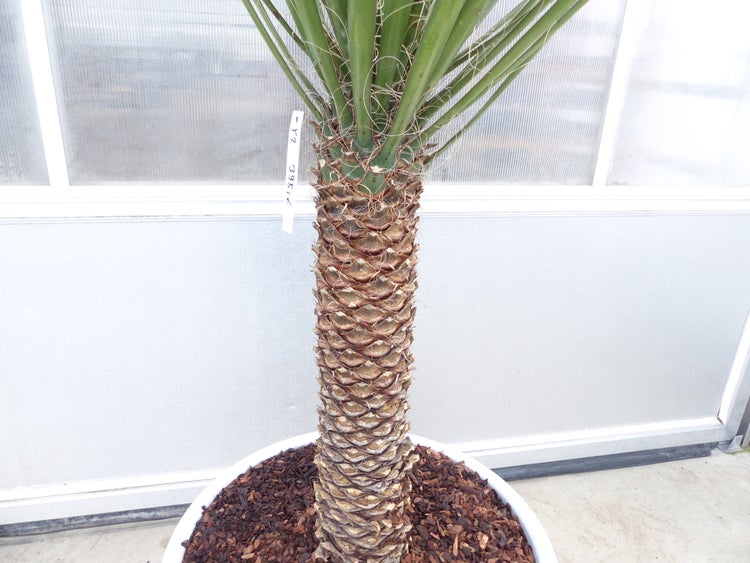 Yucca Filifera, 150 cm Stamm 58 cm Tambasi Yucca, winterhart -13 Grad