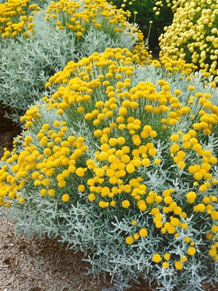 Nahaufnahme von Currykraut mit silberfarbenem Laub und gelben Blüten