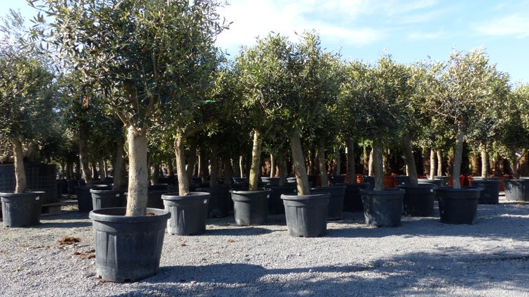 3 Stück Olivenbaum Olive 20 Jahre beste Qualität, Stammumfang 20 - 30 cm, winterhart, Olea Europaea