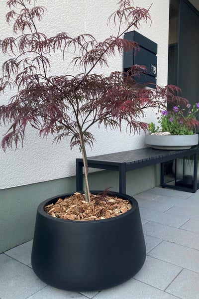 Roter Schlitzahorn in einem großen, schwarzen, runden Pflanzkübel vor einer hellen Hauswand neben einer modernen Sitzbank.