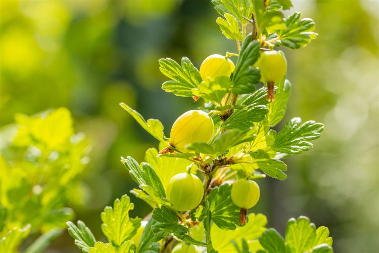 Ribes uva-crispa 'Hinnonmäki Grün', Stachelbeere, grün, 90 cm Stammhöhe