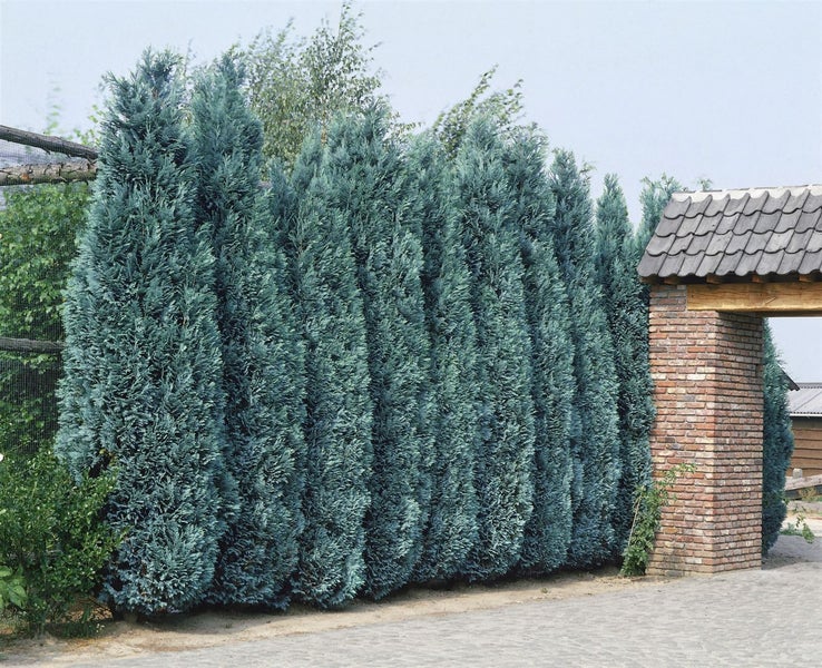 Chamaecyparis lawsoniana 'Columnaris', Blaue Säulenzypresse, 80–100 cm