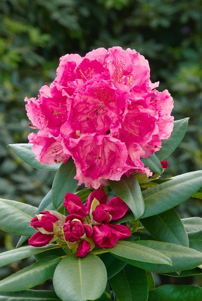 Rhododendron Hybr. 'Caruso', Rhododendron, rot, 40–50 cm