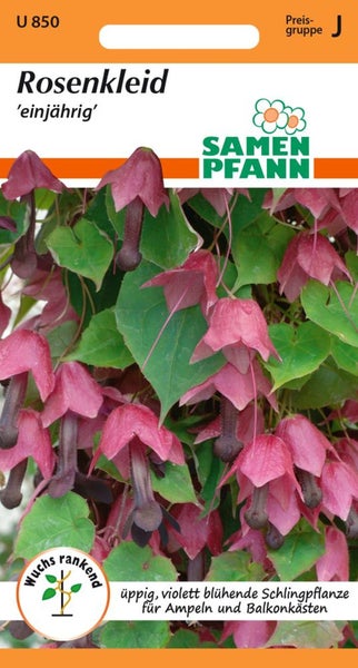 Rosenkleid Samenpackung für einjährige, üppig violett blühende Schlingpflanzen