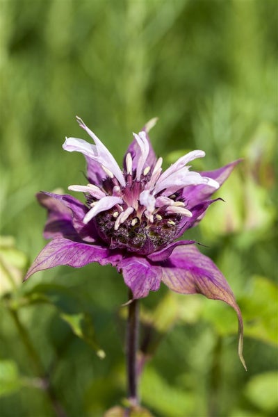 Monarda didyma, Indianernessel, rot, ca. 9x9 cm Topf