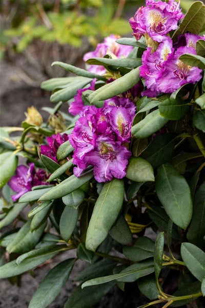 Rhododendron Hybr. 'Anatevka', rosa Blüten, 60–70 cm