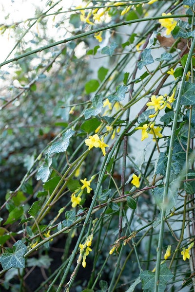 Winterjasmin Pflanze mit grünen Blättern und gelben Blüten