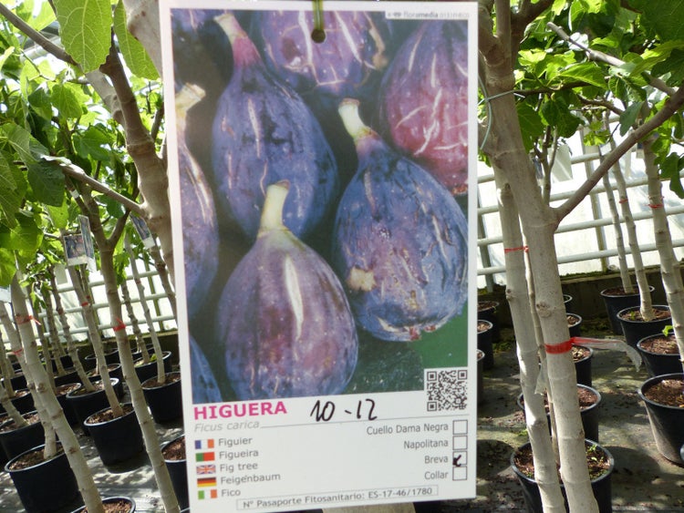 Feigenbaum 150-180 cm Obstbaum winterhart kräftiger Stamm, Ficus Carica, Feige, Obst