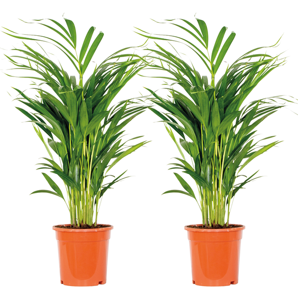 2x Dypsis Lutescens - Goldpalme - Zimmerpflanze - Pflegeleicht - ⌀17 cm - ↕60-70 cm