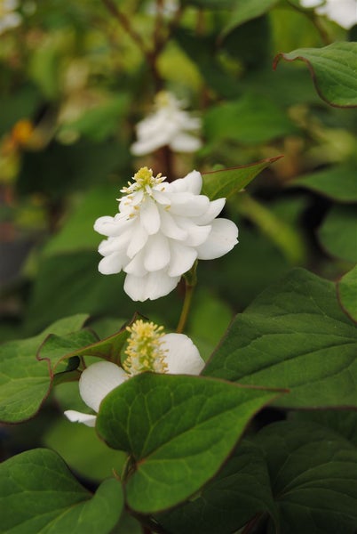 Houttuynia cordata 'Plena', Herzblatt, ca. 9x9 cm Topf, buntlaubig