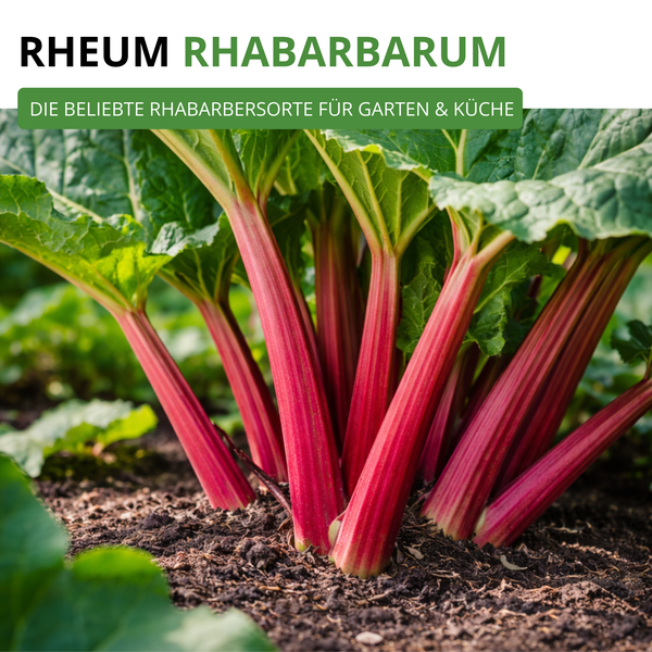 Rheum Rhabarbarum Pflanze mit roten Stielen und großen grünen Blättern in der Erde wachsend.
