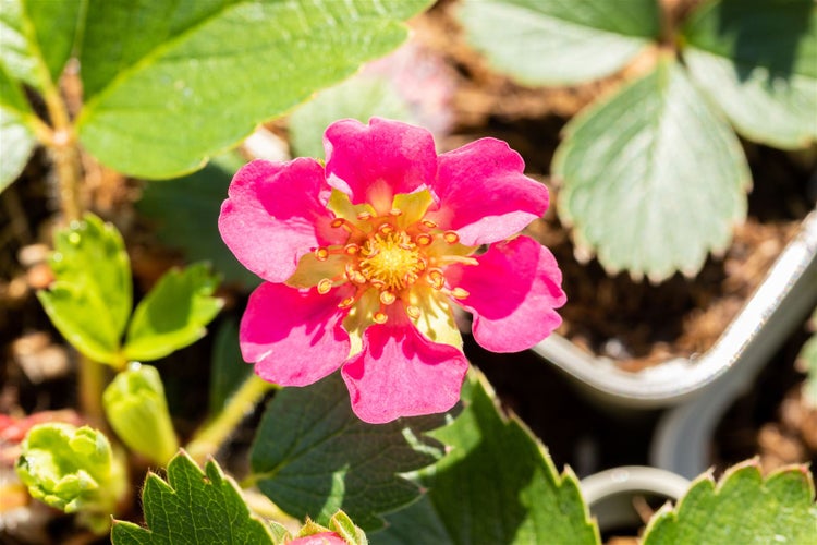 Erdbeerpflanze mit rosa Blüte und grünen, gezackten Blättern in der Nahaufnahme.