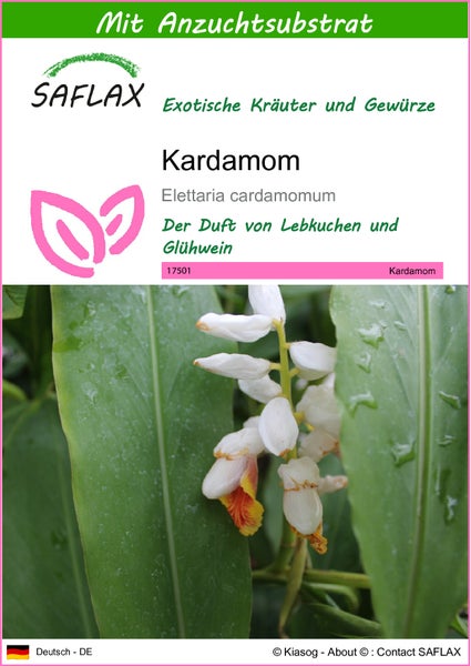SAFLAX  - Kardamom - Elettaria cardamomum - 20 Samen - Mit keimfreiem Anzuchtsubstrat