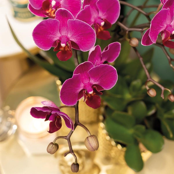 Kolibri Orchids lila Phalaenopsis-Orchidee Morelia + Diamant-Dekotopf gold Topfgröße 9cm 40cm hoch blühende Zimmerpflanze frisch vom Züchter