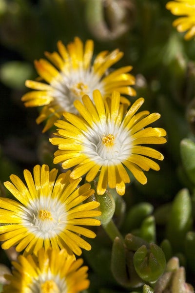 Delosperma congestum 'Golden Nugget', Mittagsblume, gelb, ca. 9x9 cm Topf