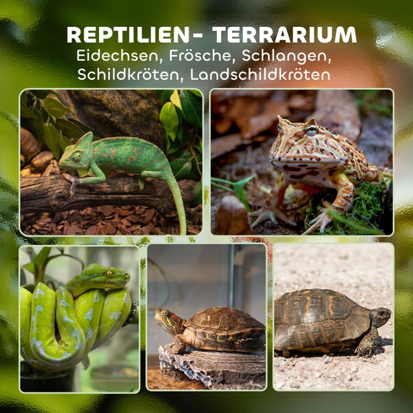 Infografik für Reptilien Terrarium mit Beispielen für Eidechsen wie Chamäleons, Frösche, Schlangen, Schildkröten und Landschildkröten.