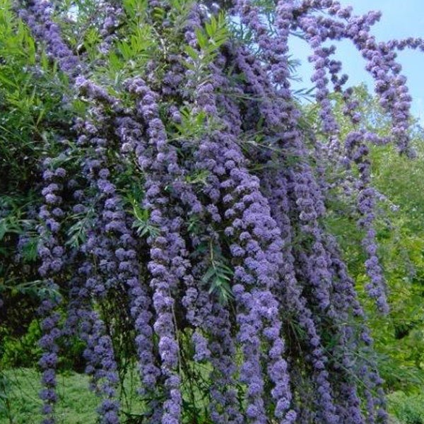 Blühender Schmetterlingsflieder im Garten